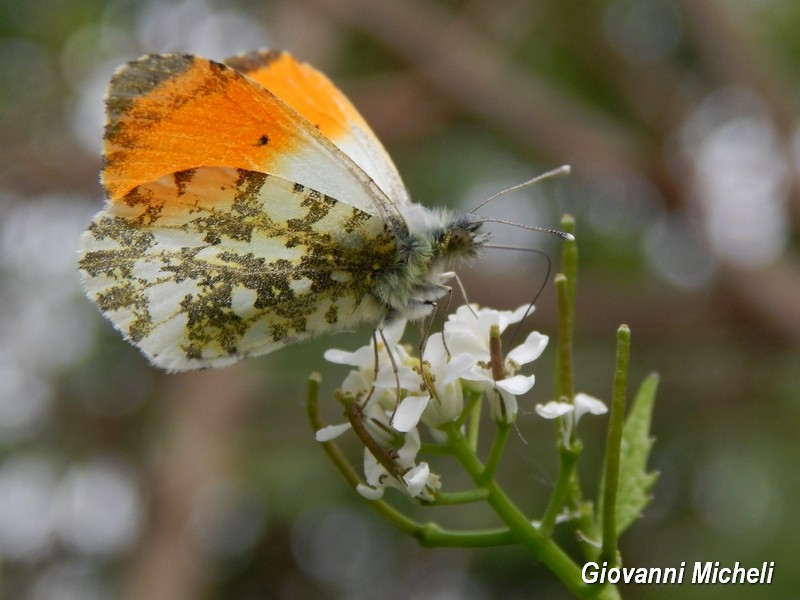 Anthocharis cardamines : finalmente si  posato...